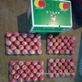 Top Quality of Fresh Red Qinguan Apple